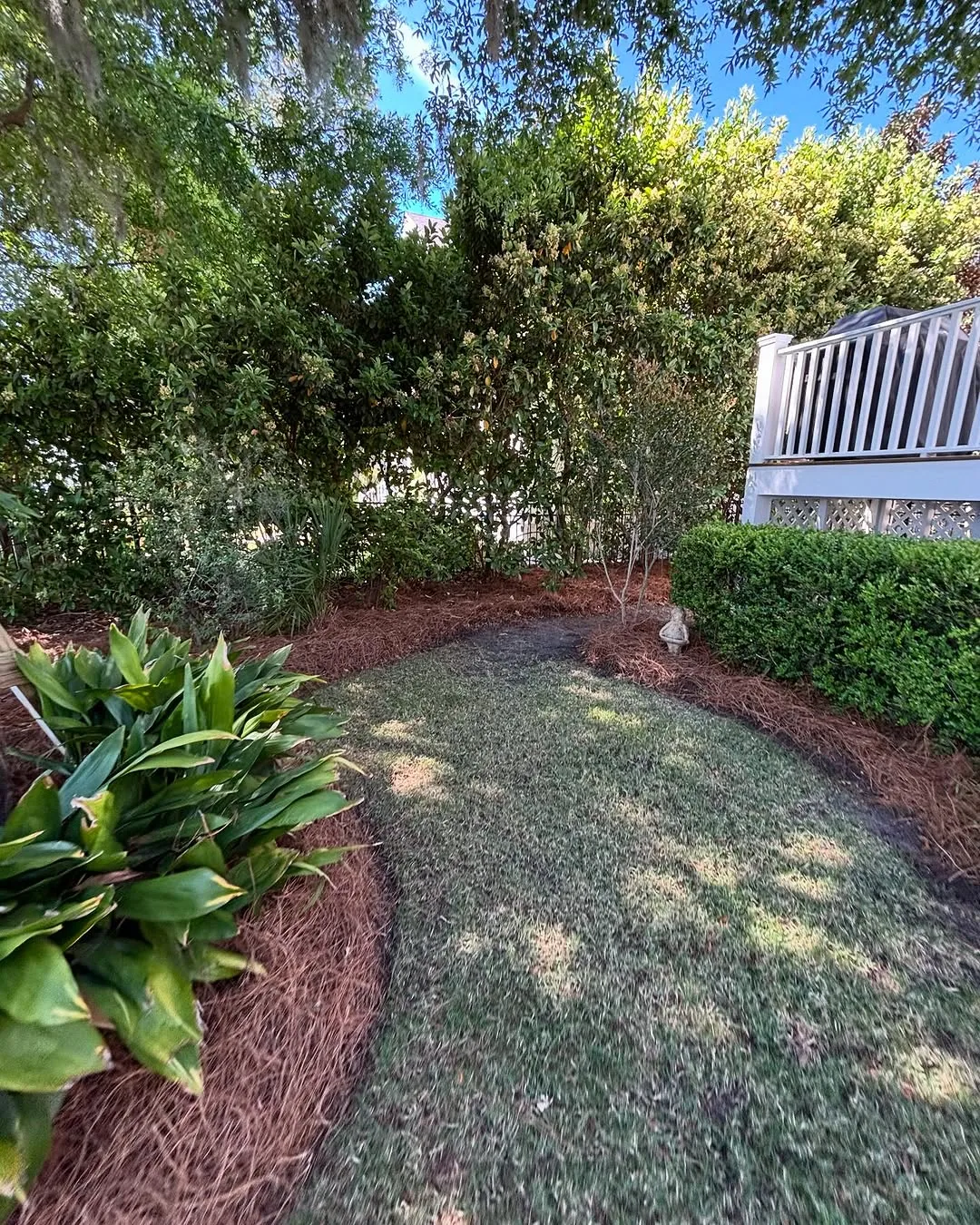 Pine straw on landscape beds in Beaufort